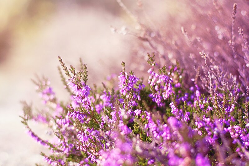 Purple Heather Flowers — Serene, Afternoon