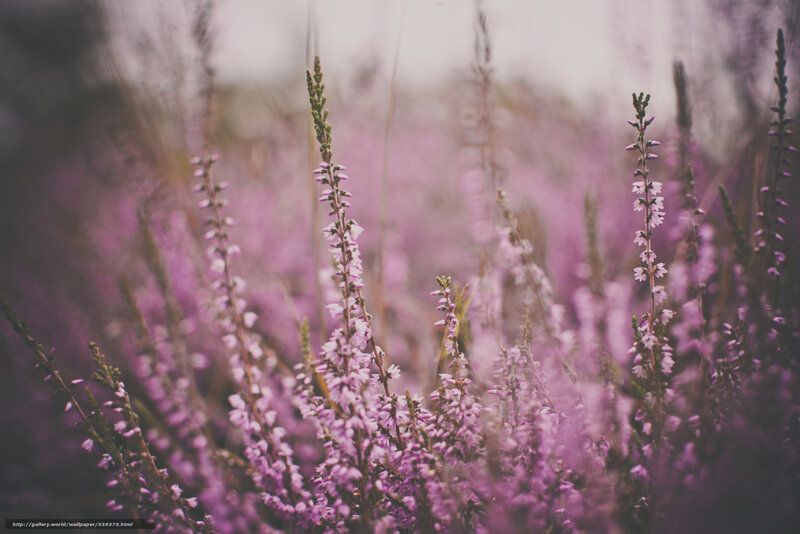 Purple Heather Flowers — Serene, Autumn