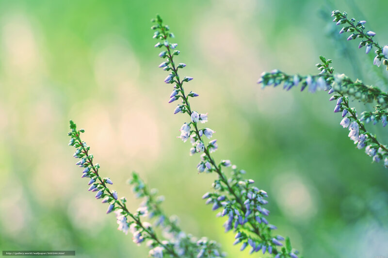 Purple Heather Flowers — Serene, Morning