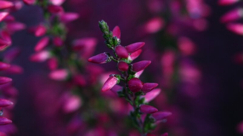 Purple Heather Flowers — Serene, Night, Photograph