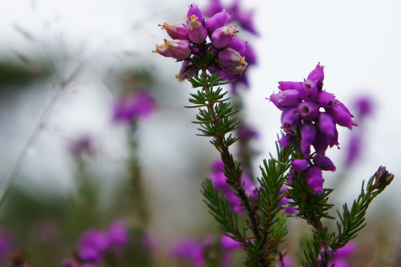 Purple Heather Flowers — Serene, Photograph