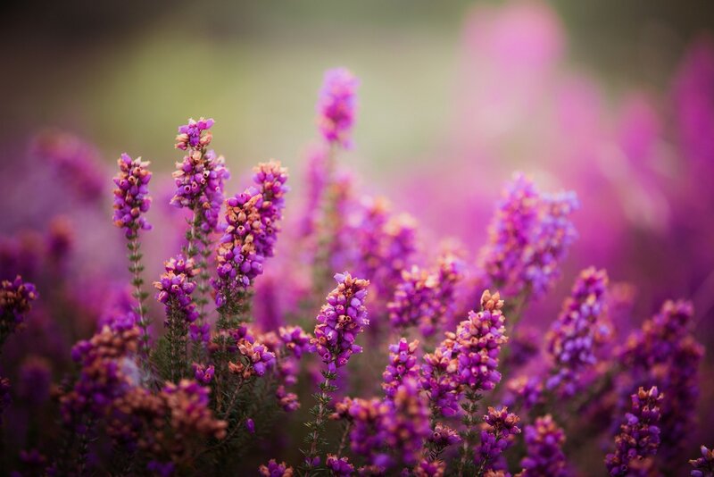 Purple Heather Flowers — Serene, Spring, Photograph, Stems