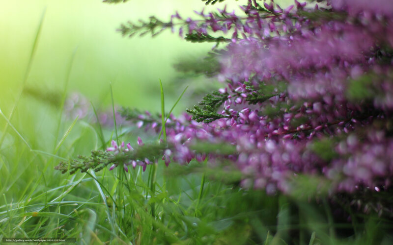 Purple Heather Flowers — Serene, Spring, Photograph