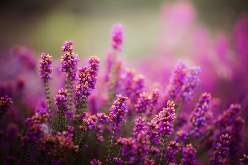 Purple Heather Flowers — Serene, Spring