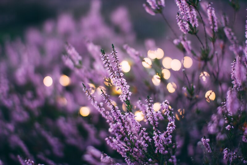 Purple Heather Flowers — Serene, Sunset, Photograph