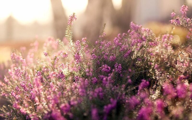 Purple Heather Flowers — Serene, Sunset