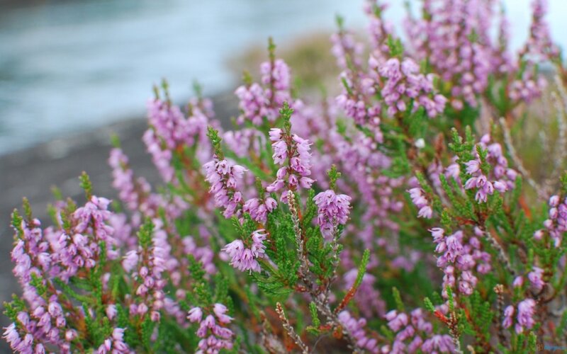 Purple Heather Flowers — Serene