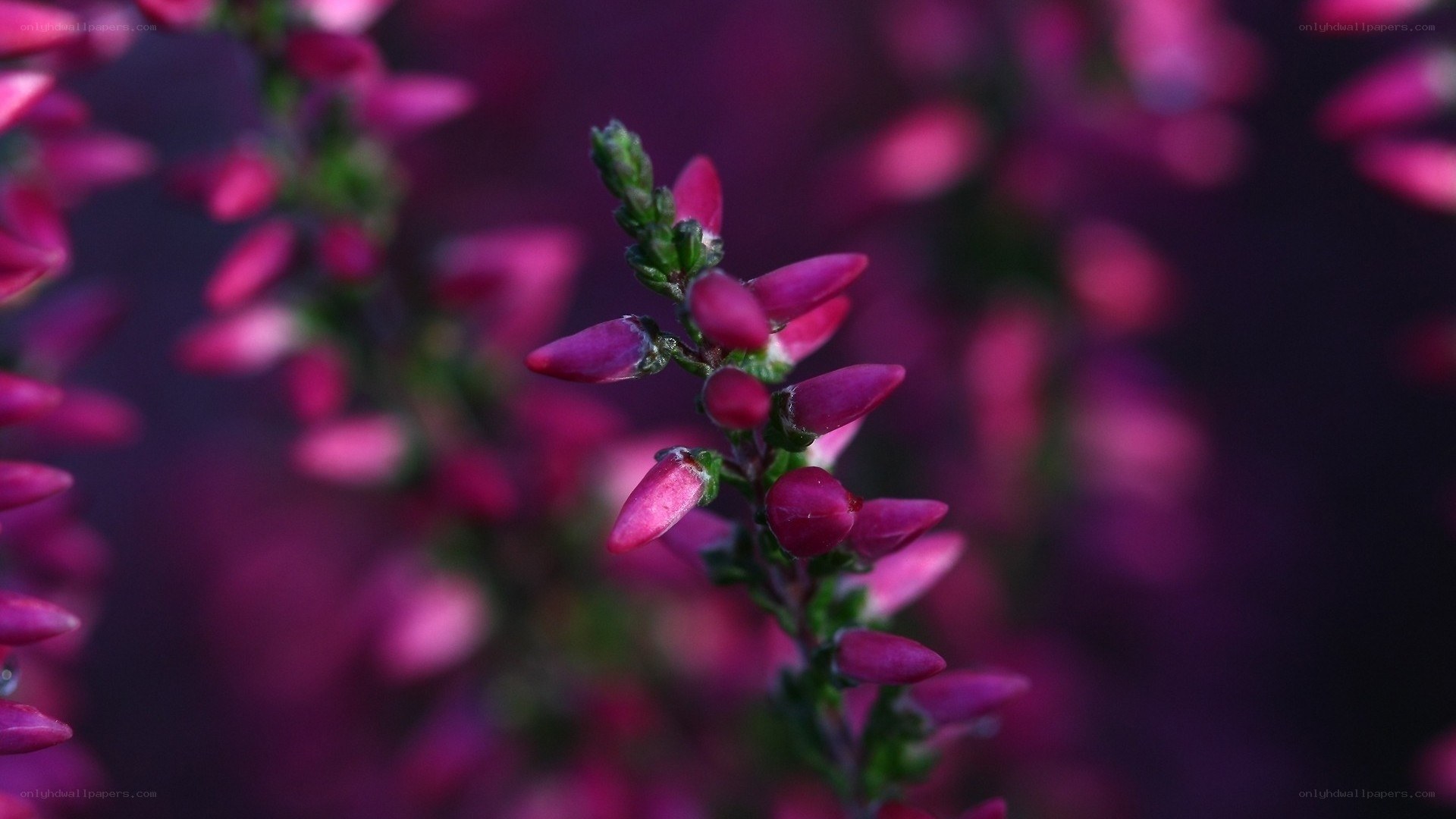 purple heather flowers