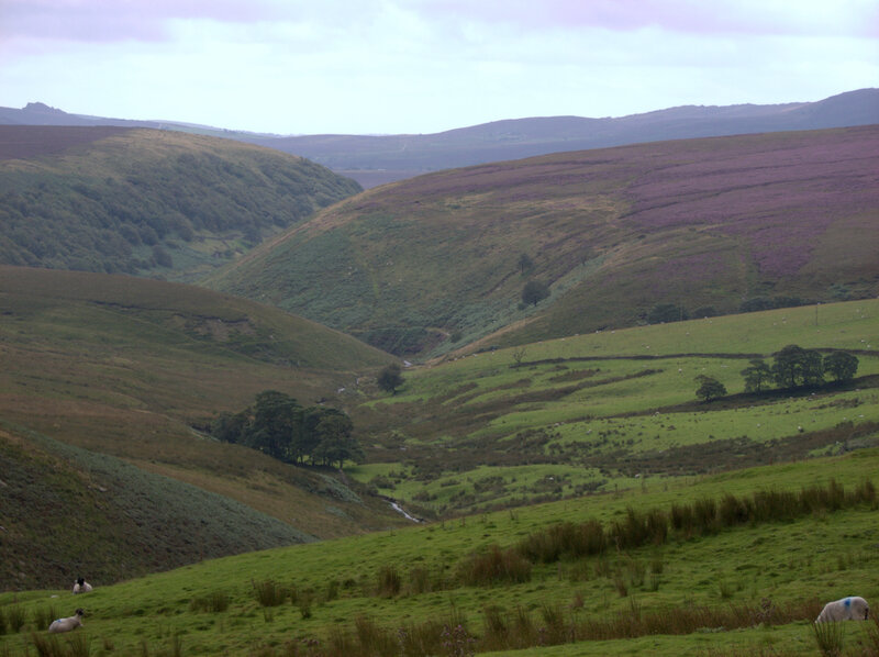 purple heather hills in valley