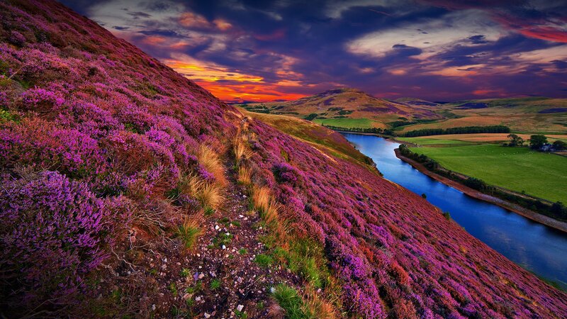 Purple Heather Hillside — Dramatic, Sunset