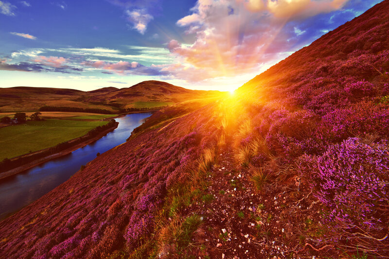 Purple Heather Hillside — Dramatic