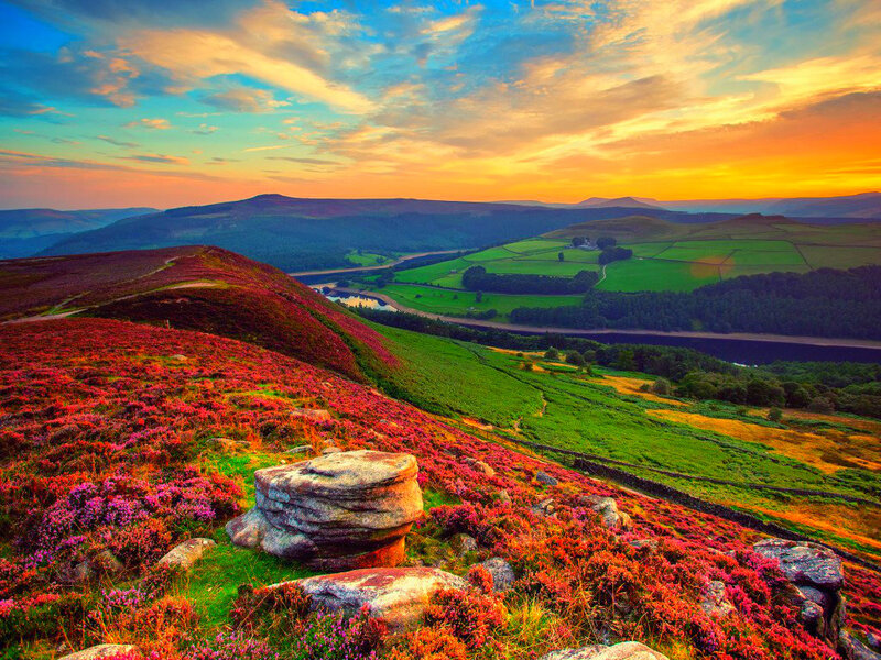 Purple Heather Hillside — Red