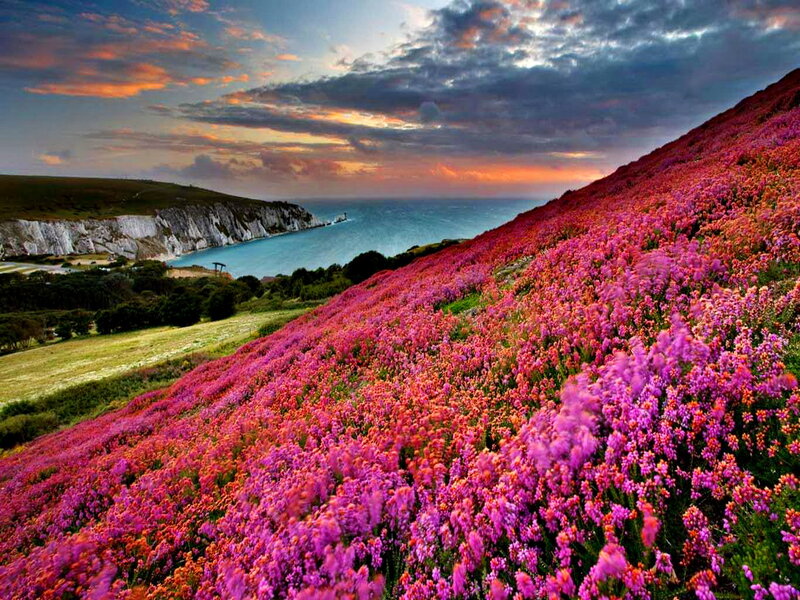 Purple Heather Hillside