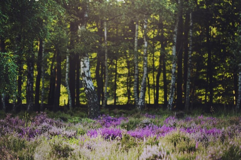 Purple heather in a birch forest