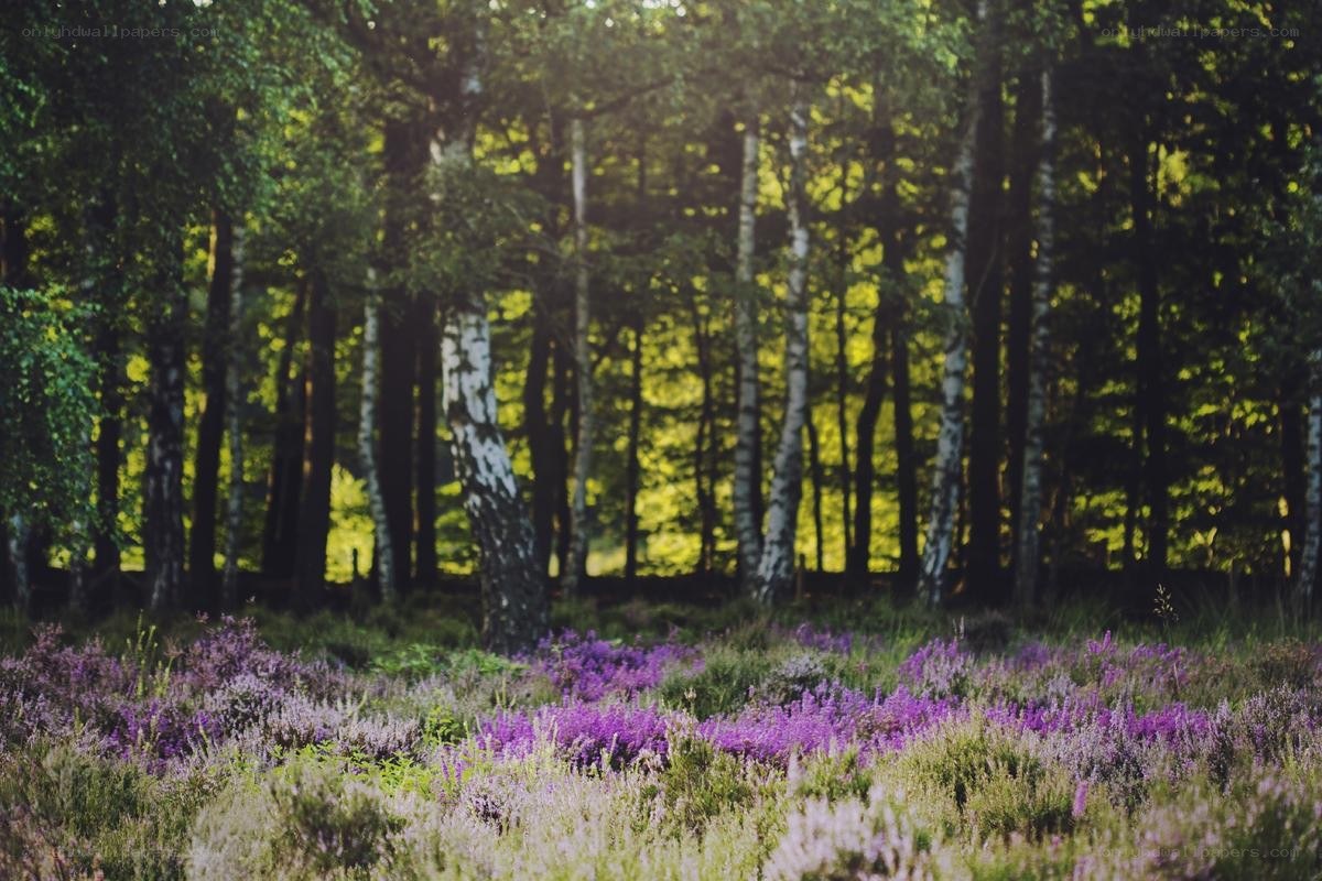 Purple heather in a birch forest