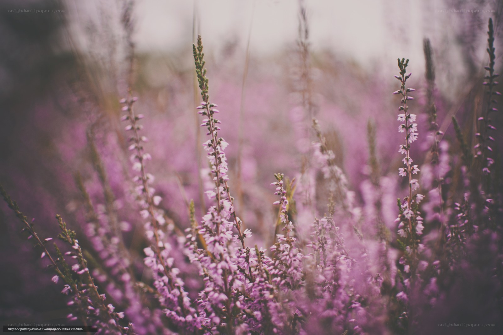 purple heather in a field
