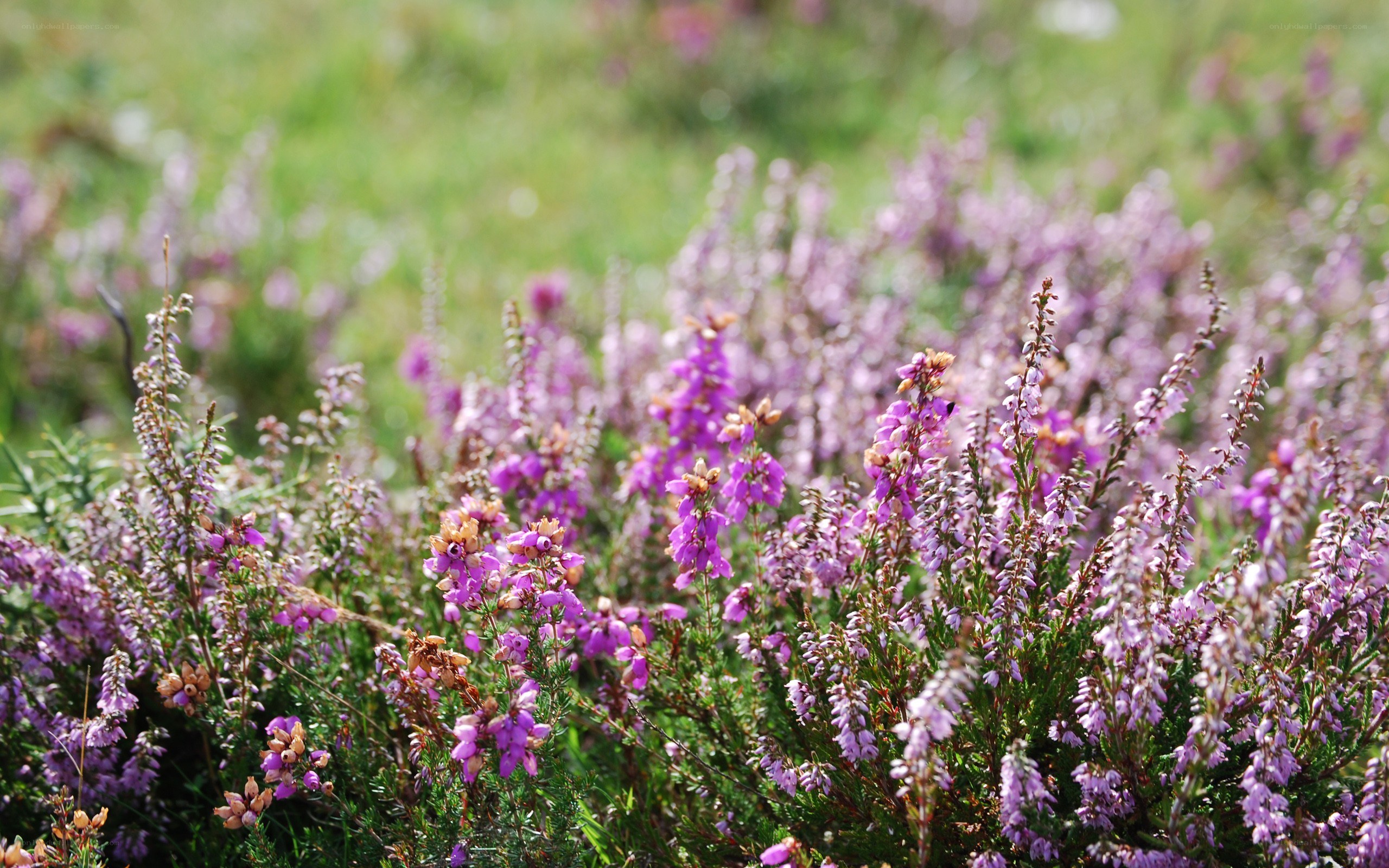 purple heather in a field