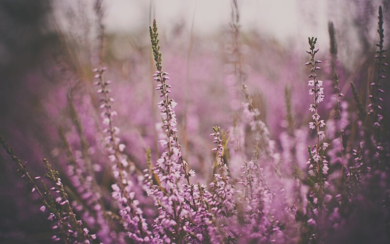purple heather in a field