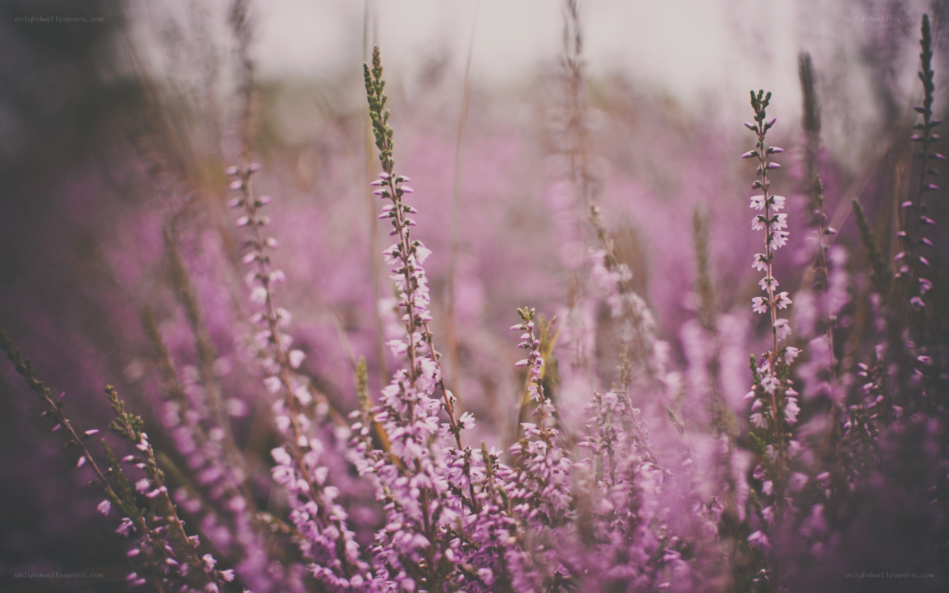 purple heather in a field