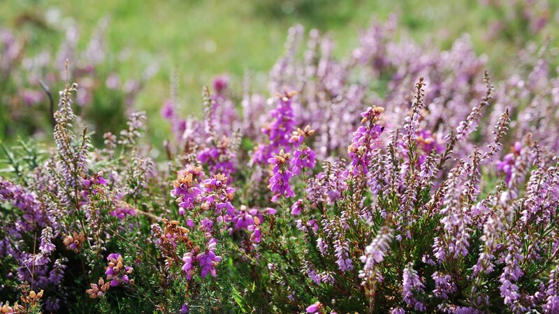purple heather in a field