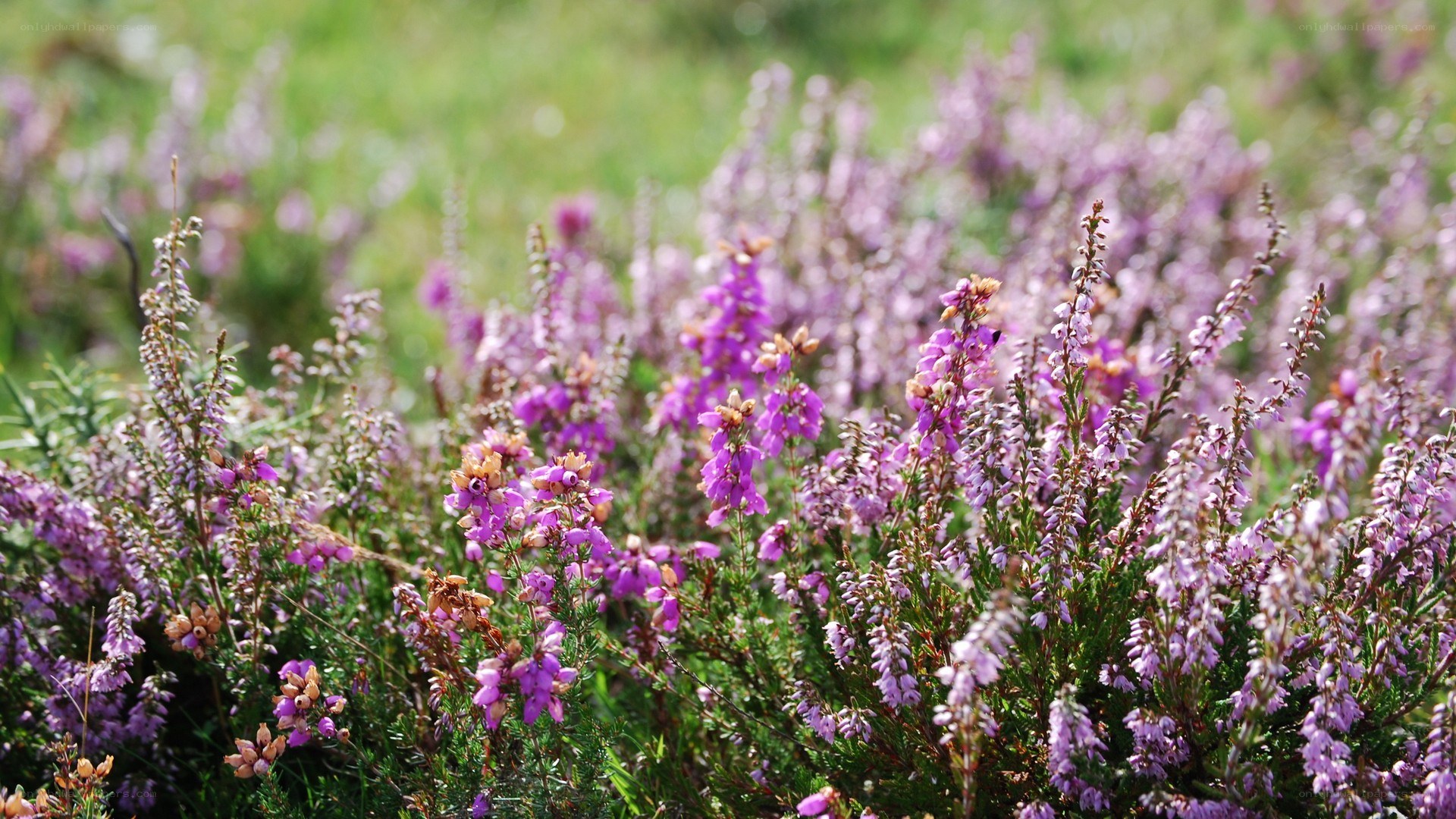 purple heather in a field