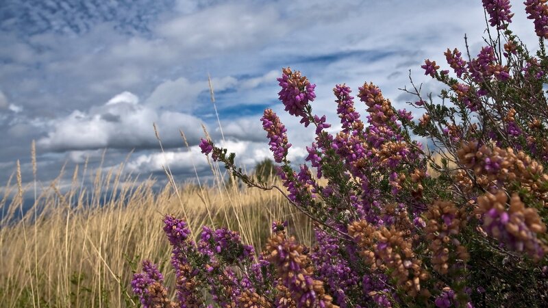 Purple heather in a field