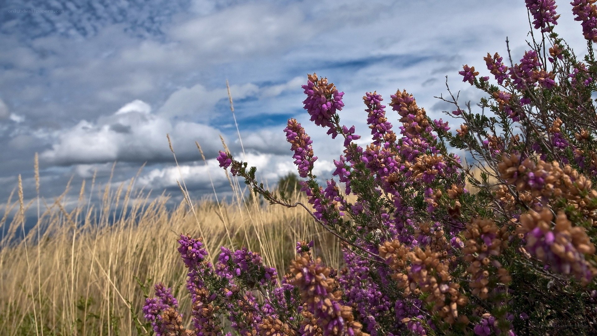 Purple heather in a field