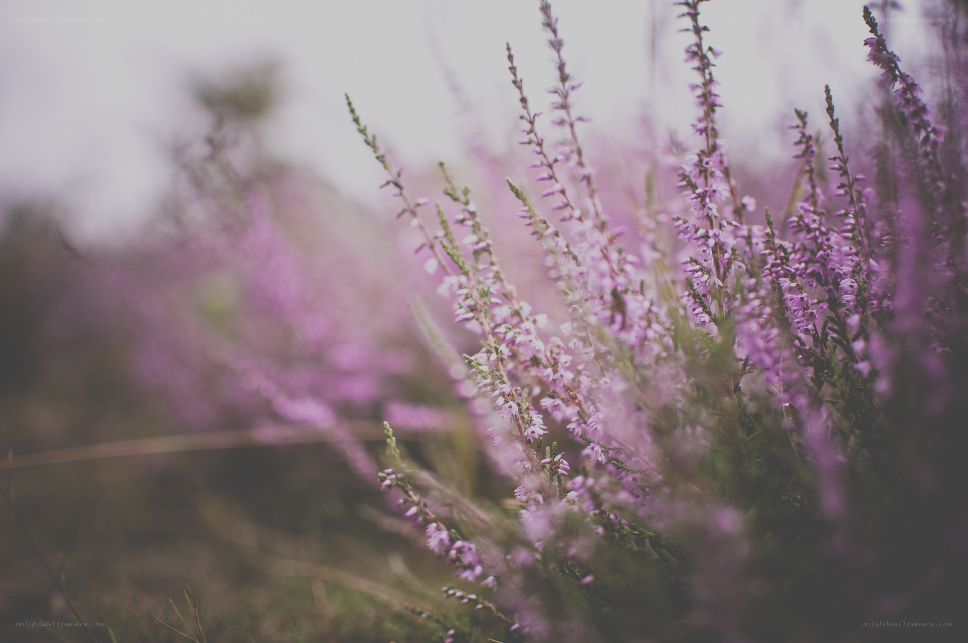 purple heather in a field