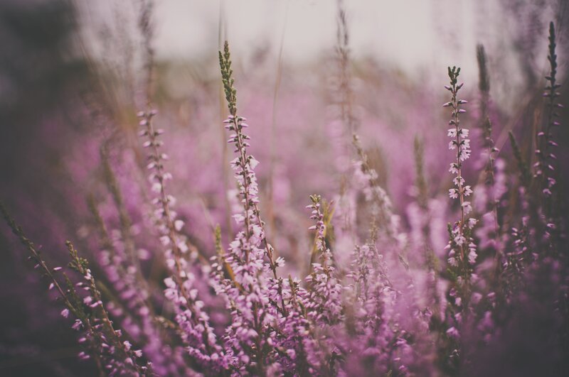 purple heather in a field