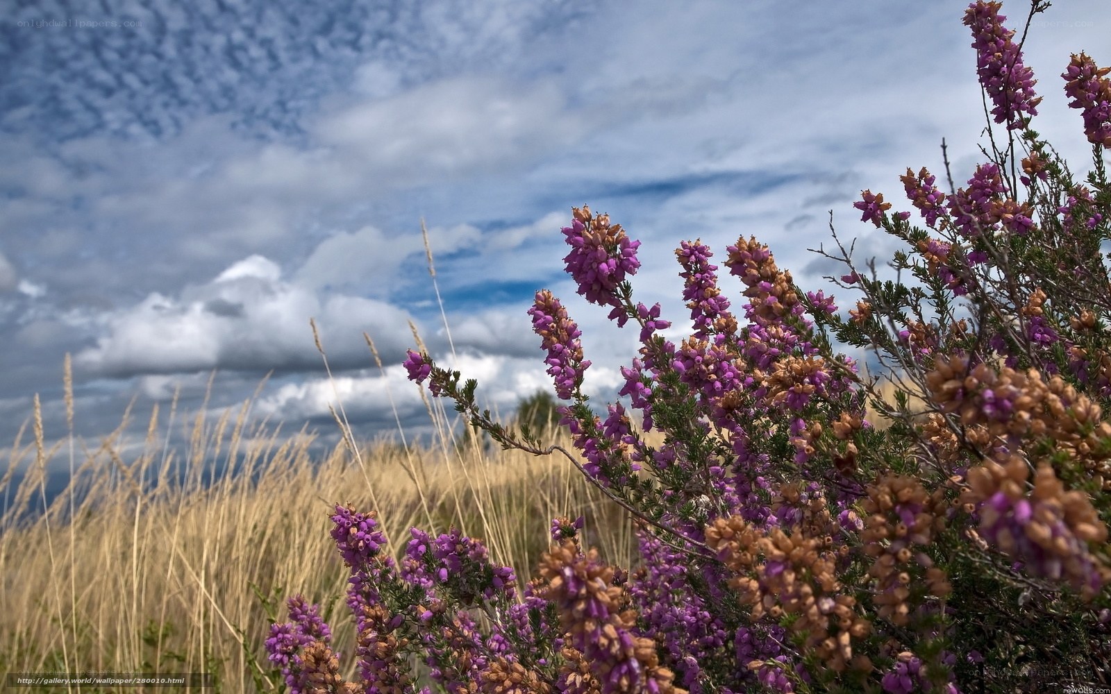 Purple heather in a field