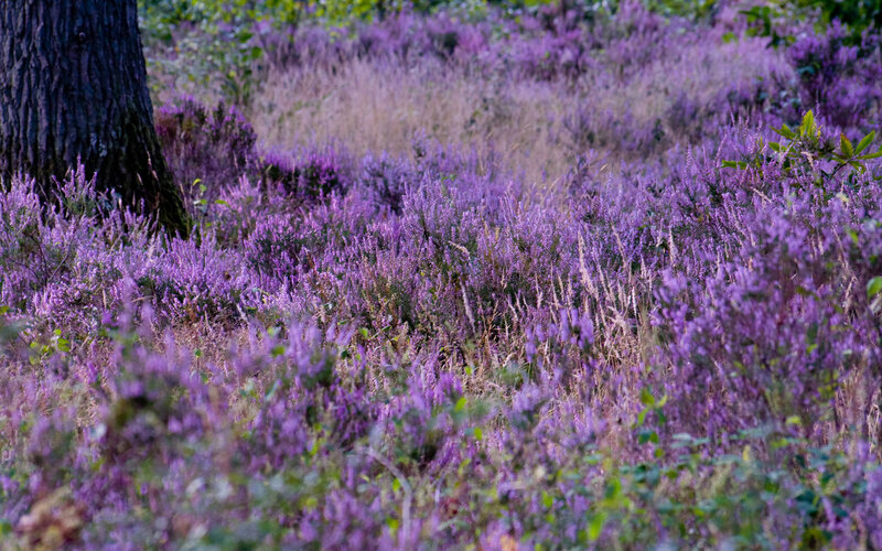 Purple heather in a forest