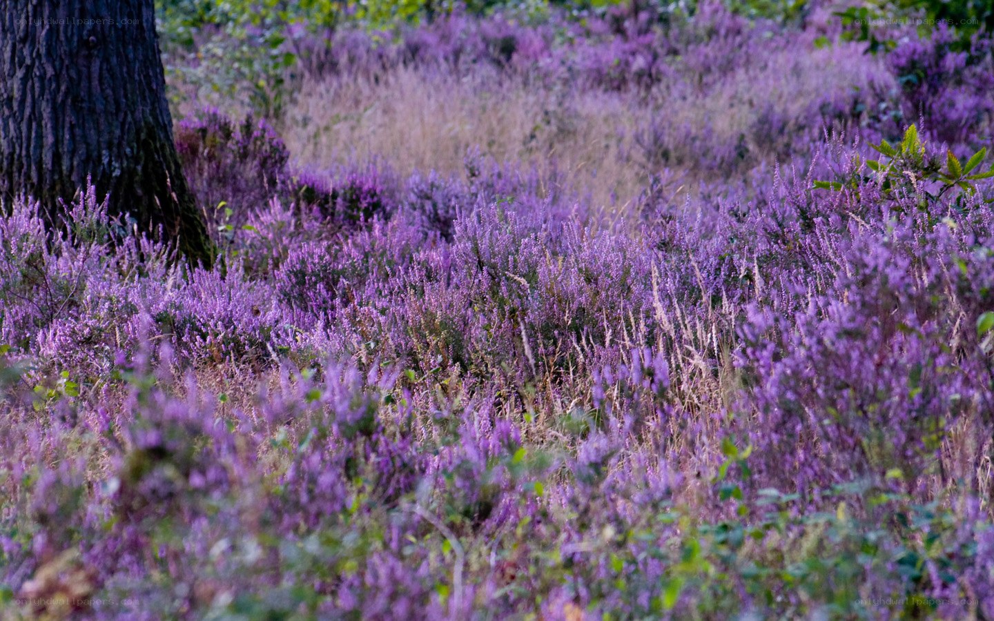 Purple heather in a forest
