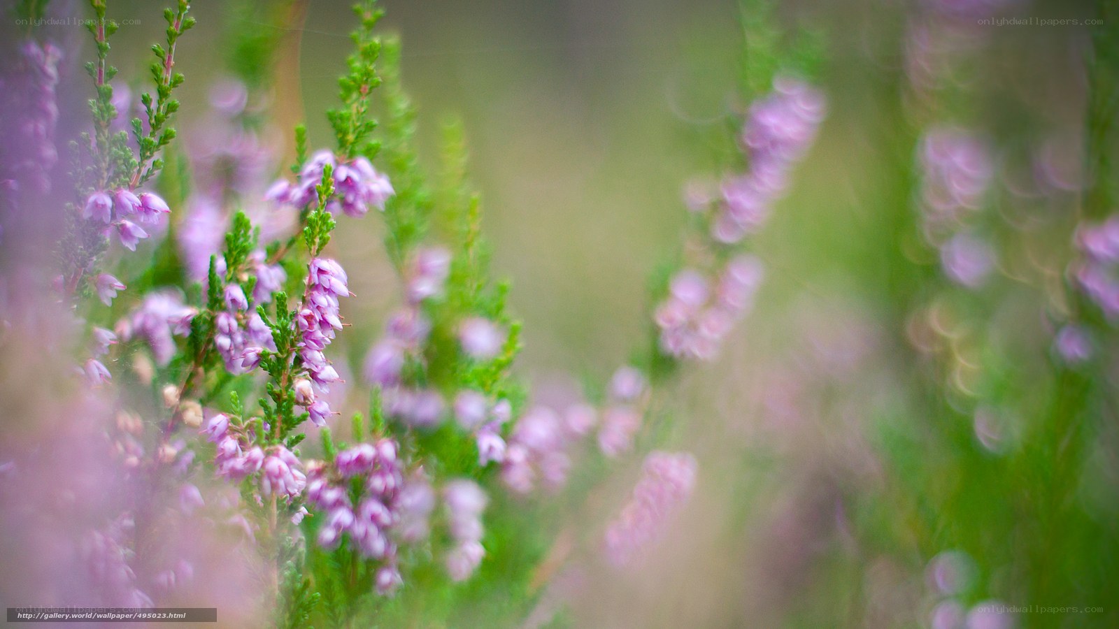 Purple heather in a meadow