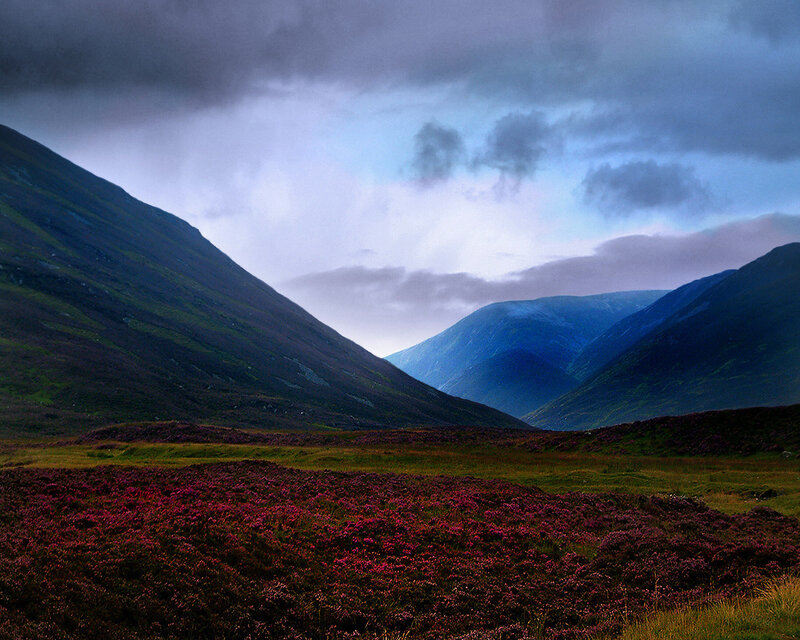 Purple heather in a mountain valley