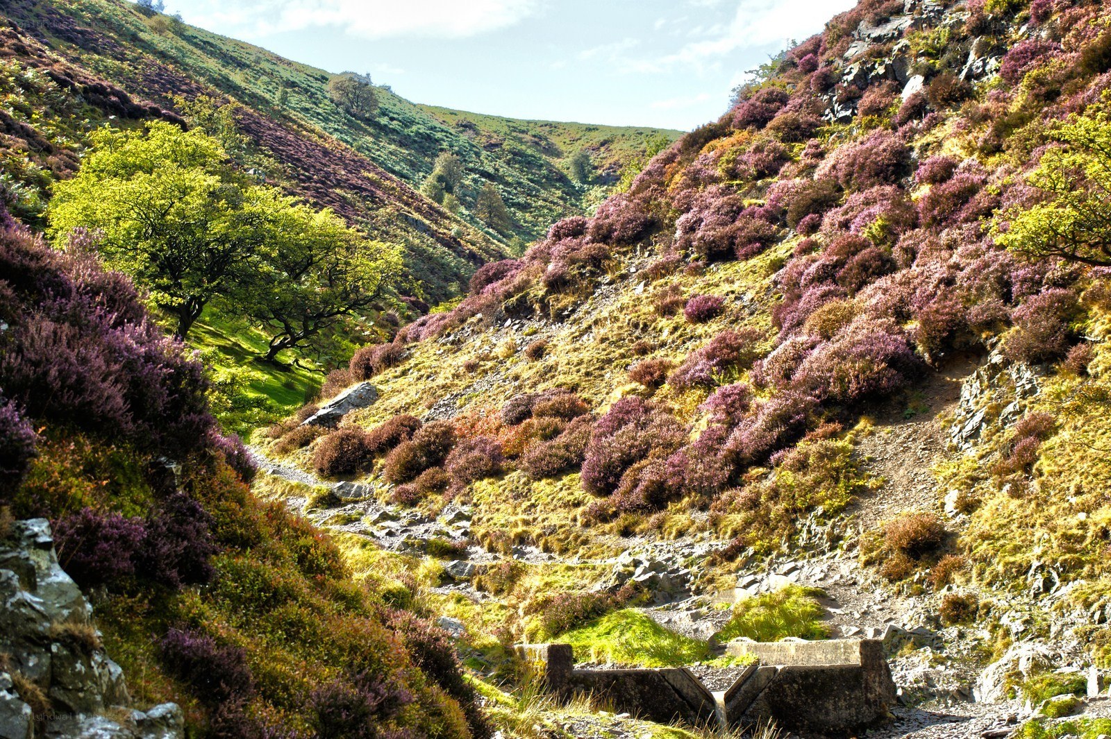 Purple heather in a valley