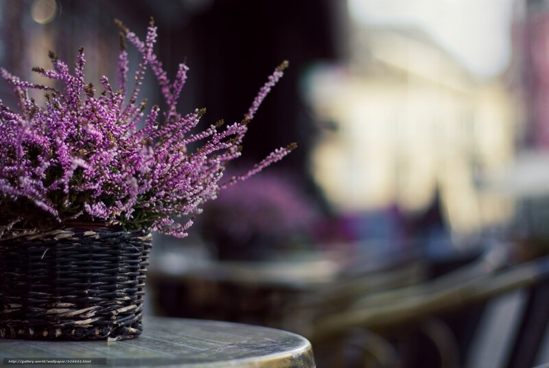 Purple Heather in Basket — Calm, Afternoon