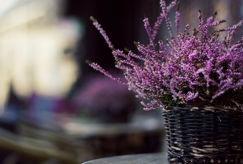 Purple Heather in Basket — Calm, Autumn