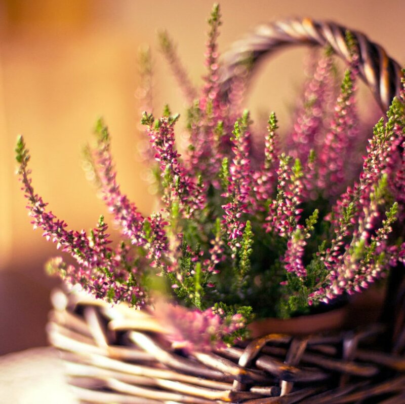 Purple Heather in Basket — Calm, Sunset