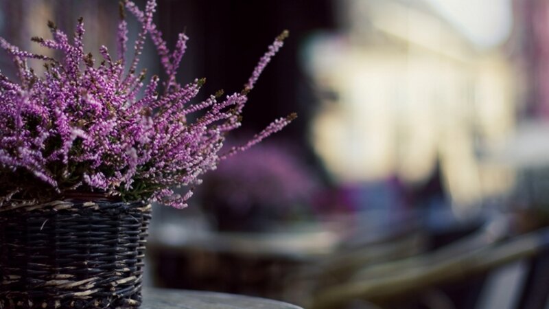 Purple Heather in Basket — Calm