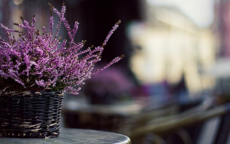 Purple Heather in Basket