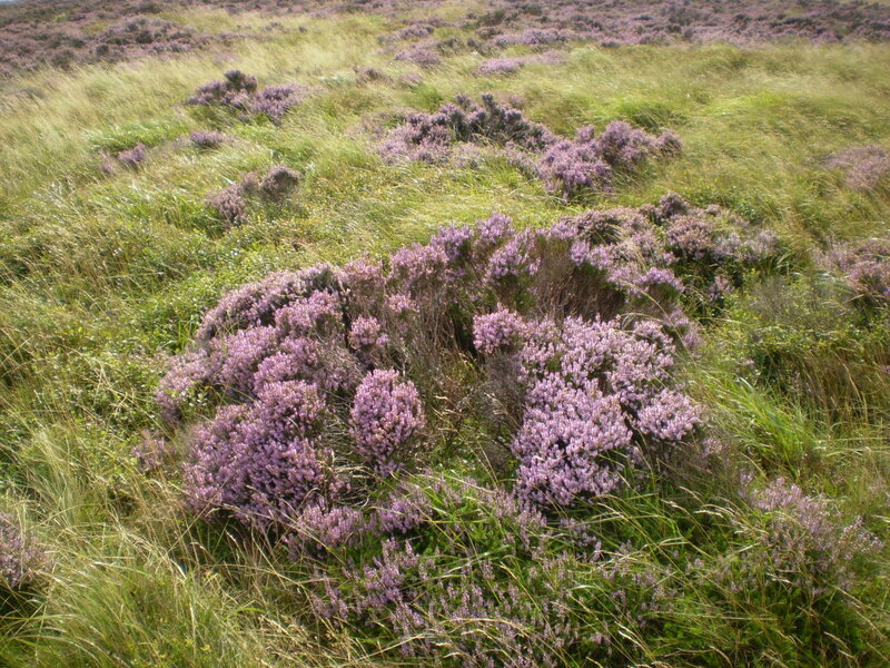 Purple Heather in Field