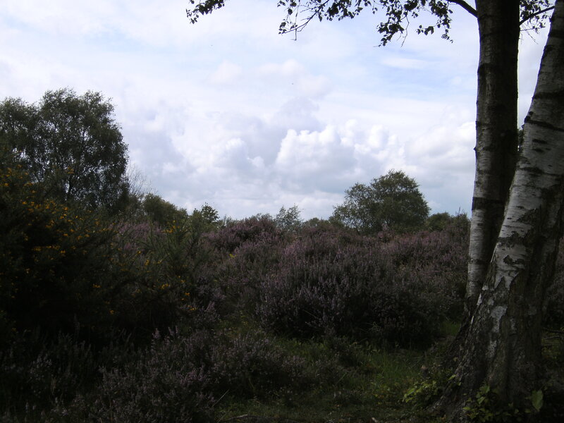 Purple Heather in Forest — Calm