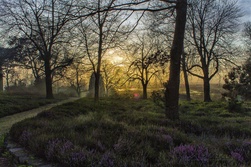 Purple Heather in Forest — Green