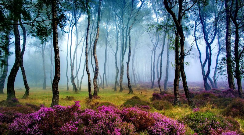 Purple Heather in Forest — Misty, Morning