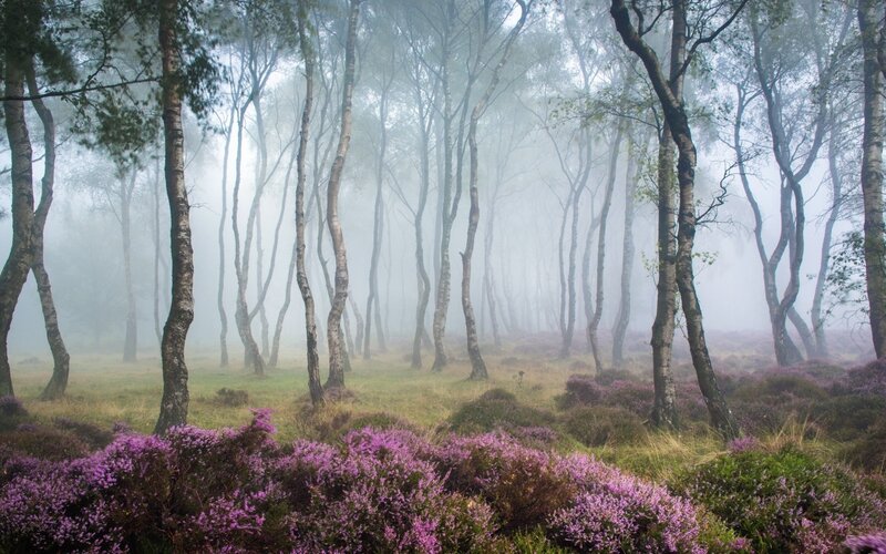 Purple Heather in Forest — Misty