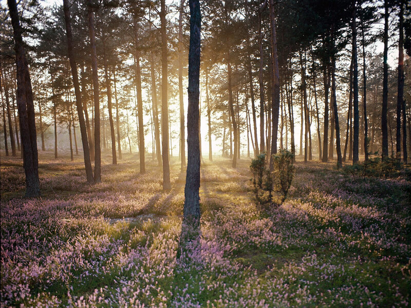 Purple Heather in Forest — Serene, Morning, Photograph
