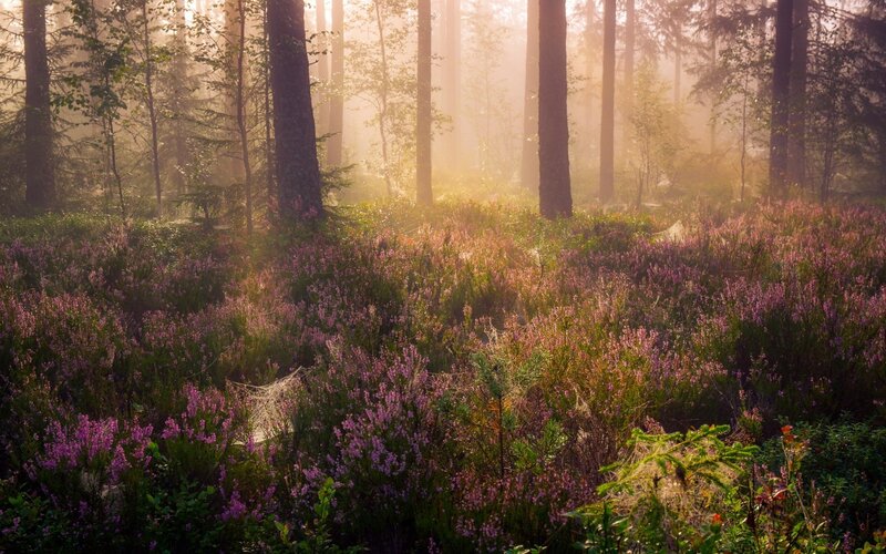 Purple Heather in Forest — Serene, Morning