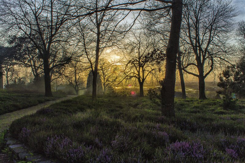 Purple Heather in Forest — Serene, Sunset