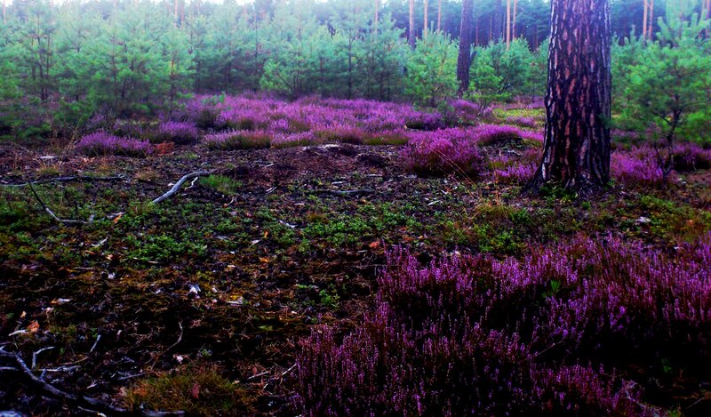 Purple Heather in Forest — Serene