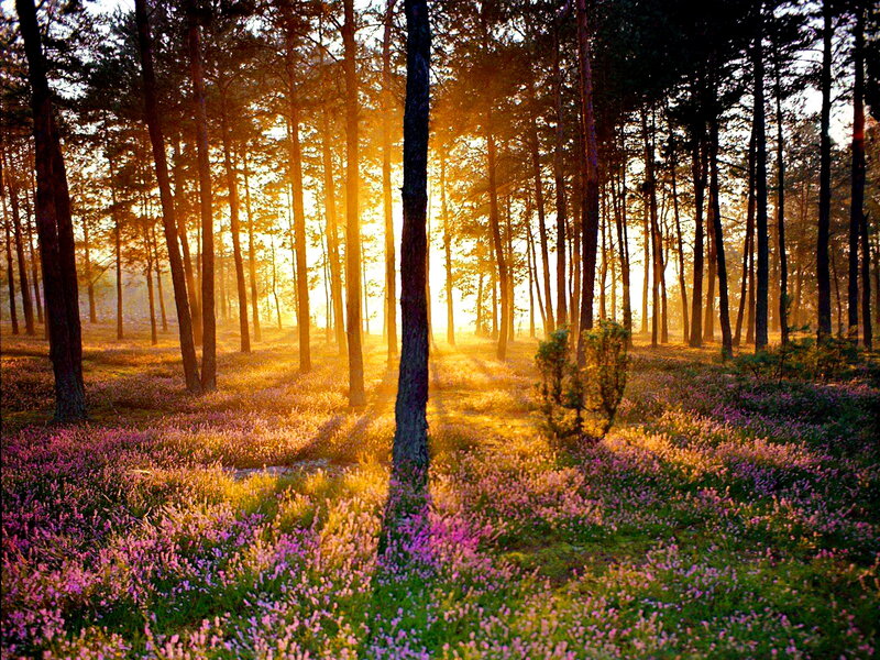 Purple Heather in Forest